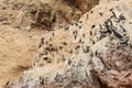 South America, Peru, wildlife on Islas Ballestas Royalty Free Stock Photo