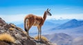 South America Wild Vicuna In Mountains Royalty Free Stock Photo