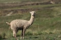 South American alpaca, the cutest animal in the world