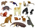 South American animal vector illustration, cartoon armadillo, tapir, capybara, cute alpaca wild or zoo character set Royalty Free Stock Photo