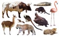 South american animals on white