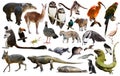 south american animals on white