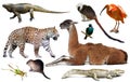 South american animals on white