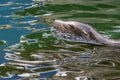 Southamerican sea lion female portrait Royalty Free Stock Photo