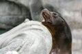 Southamerican sea lion female portrait Royalty Free Stock Photo