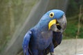 South American Blue Macaw Parrots 3 Royalty Free Stock Photo