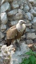 South American bold eagle on rocky edge