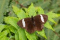 South american brushfoot butterfly - Pedaliodes peucestas