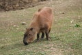 South American Capybara Animal.