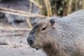 South American capybara (Hydrochoerus hydrochaeris) sunbathing