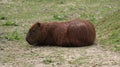 South American Capybara. Royalty Free Stock Photo
