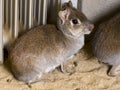 South American Chacoan mara is in a zoo house