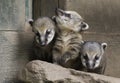 South American Coati