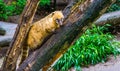 South american coati climbing in a tree, tropical raccoon from America