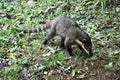 South American coati (Nasua nasua), also known as the ring-tailed coati, close to Iguazu Falls in Brazil. Royalty Free Stock Photo