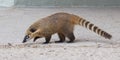 South American coati (Nasua nasua)