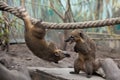 South American coati (Nasua nasua)