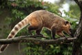 South American coati (Nasua nasua). Royalty Free Stock Photo