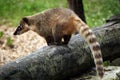 South American coati Nasua nasua Royalty Free Stock Photo