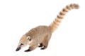 South American coati, Nasua nasua, baby on white Royalty Free Stock Photo