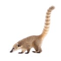 South American coati, Nasua nasua, baby on white