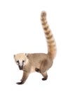 South American coati, Nasua nasua, baby on white Royalty Free Stock Photo