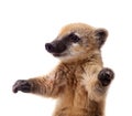 South American coati, Nasua nasua, baby on white Royalty Free Stock Photo