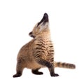 South American coati, Nasua nasua, baby on white Royalty Free Stock Photo