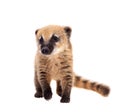 South American coati, Nasua nasua, baby on white Royalty Free Stock Photo