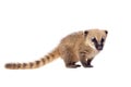 South American coati, Nasua nasua, baby on white