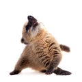 South American coati, Nasua nasua, baby on white