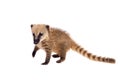 South American coati, Nasua nasua, baby on white Royalty Free Stock Photo