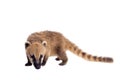 South American coati, Nasua nasua, baby on white Royalty Free Stock Photo