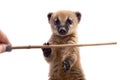 South American coati, Nasua nasua, baby on white Royalty Free Stock Photo