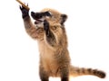 South American coati, Nasua nasua, baby on white