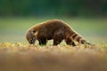 South American Coati, Nasua nasua, beautiful sun light. Coati nature habitat, Pantanal, Brazil Animal from tropic forest. Wildli Royalty Free Stock Photo