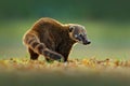 South American Coati, Nasua nasua, beautiful sun light. Coati nature habitat, Pantanal, Brazil Animal from tropic forest. Wildli Royalty Free Stock Photo