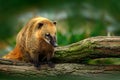 South American coati, Nasua nasua, in the nature habitat. Animal from tropic forest. Wildlife scene from the nature.