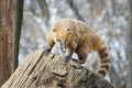 South American coati - Nasua Nasua