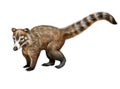 The South American coati Nasua nasua