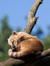 South American coati or ring-tailed coati (Nasua nasua) resting