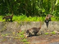 South American coati on the road in Costa Rica