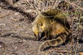 South American coati & x28;Nasua nasua& x29;, also known as the ring-tailed coati. Wildlife animal....IMAGE Royalty Free Stock Photo