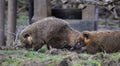 South american coatis