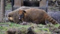 South american coatis