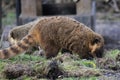 South american coatis