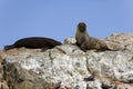 SOUTH AMERICAN FUR SEAL arctocephalus australis, ADULTS STANDING ON ROCK, PARACAS NATIONAL PARK IN PERU Royalty Free Stock Photo