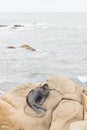 South American fur seal, Arctocephalus australis, in Cabo Polonio, Uruguay Royalty Free Stock Photo