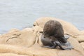 South American fur seal, Arctocephalus australis, in Cabo Polonio, Uruguay Royalty Free Stock Photo