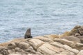 South American fur seal, Arctocephalus australis, in Cabo Polonio, Uruguay Royalty Free Stock Photo